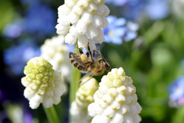 Nachhaltig produzierte Zierpflanzen helfen Bienen: Wenn der Garten im Frühjahr erwacht, bieten Traubenhyazinthen (Muscari) eine frühe Nahrungsquelle. (Foto: GMH/M.Wild)