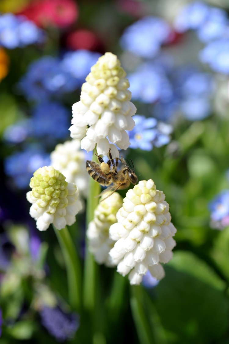 Nachhaltig produzierte Zierpflanzen helfen Bienen: Wenn der Garten im Frühjahr erwacht, bieten Traubenhyazinthen (Muscari) eine frühe Nahrungsquelle. (Foto: GMH/M.Wild)
