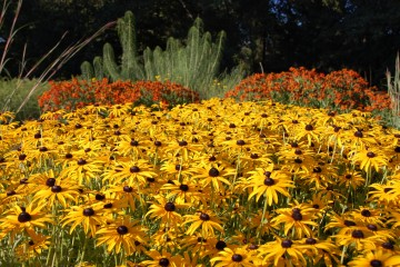 Traumpaar: Sonnenhut (Rudbeckia, Bildvordergrund) und Sonnenbraut (Helenium) ergänzen sich in Blütezeit, Farbe und Höhe aufs Schönste. Am besten wirken sie in größeren Gruppen. (Foto: GMH/Bettina Banse)