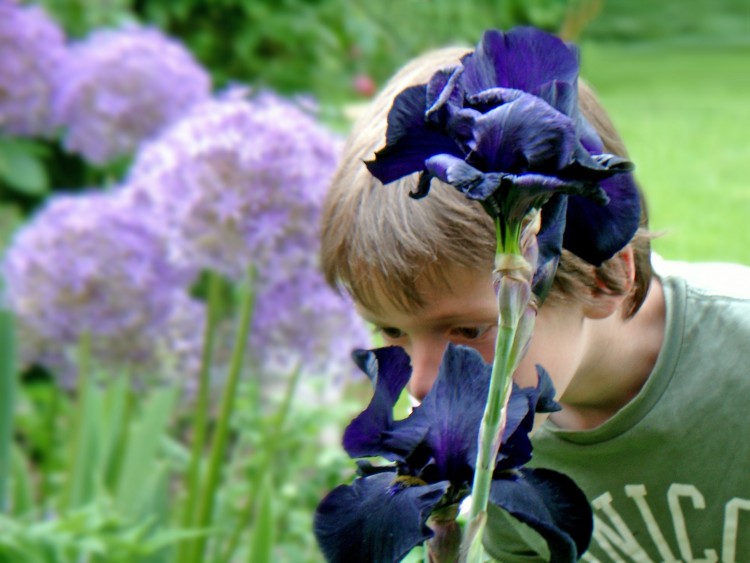 Attraktive Blüten auf Nasenhöhe verlocken einfach zum Schnuppern. Umso schöner, wenn sie tatsächlich über einen angenehmen Duft verfügen, so wie viele Schwertlilien (Iris). (Foto: GMH/Bettina Banse)