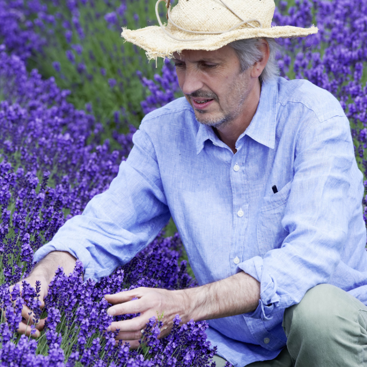 Besonders beim Echten Lavendel gibt es unzählige Violett- und Lilatöne. Zu dieser Vielfalt entscheidend beigetragen hat der englische Lavendelzüchter Simon Charlesworth. (Foto: GPP/Downderry)
